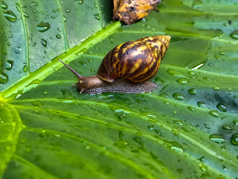 African forest snail on a rain-covered green plantain leaf
